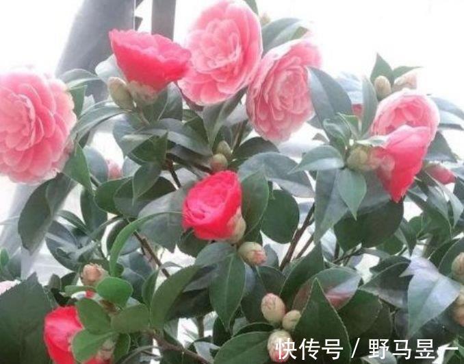 4款艳美的花卉，花大色艳花期长，养客厅一盆，香飘四溢！