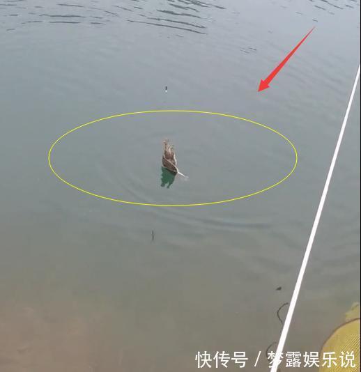 水库河|湖北一水库河鳖“成灾”，有人1小时连钓4只，老大爷：无害化处理
