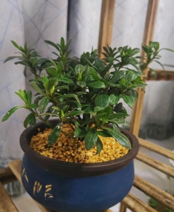 打卷|杜鹃花叶子打卷,不开花,试着换换土,用干松针养,更容易开花