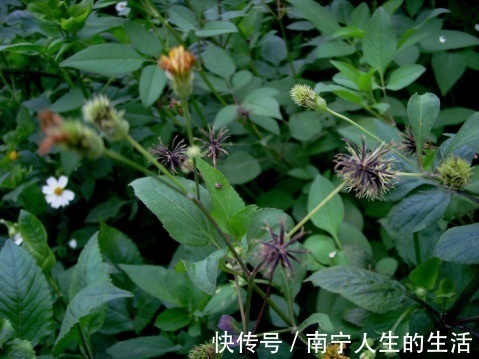 野草|农民从不碰的野草,却深受医生喜欢,人称“跟人走”,你认识吗