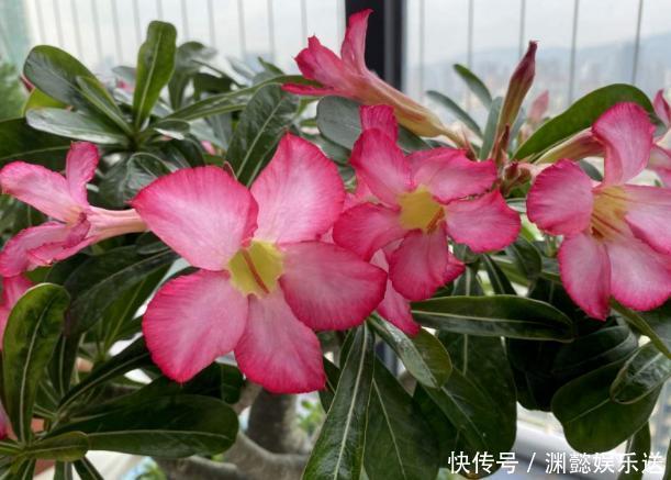 这些“老话”通俗易懂，能叫养花人少走弯路