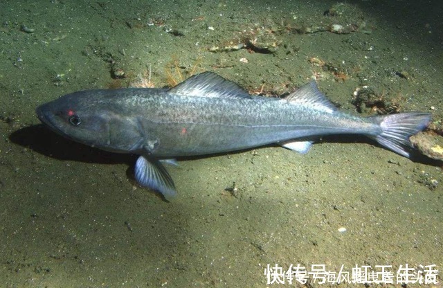 优质蛋白|吃这鱼,必须穿上防护措施,否则屁股“漏油”漏到你绝望!