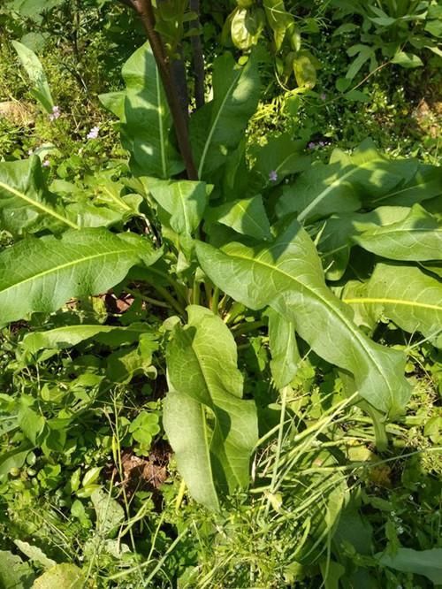  家里|1种野草叫牛舌头，好多人上山排队挖，竟然有大作用