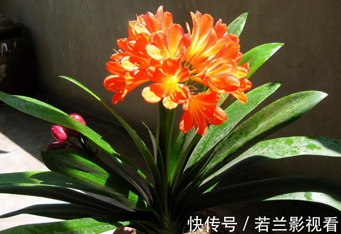 年限|别郁闷,君子兰盆栽不开花了,满足4个条件,花开得停不下来