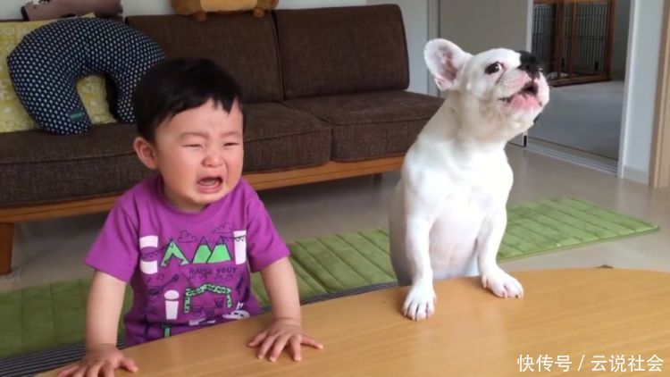 狗狗|狗狗抢走宝宝的饼干,惹得宝宝大哭不止,可它却叫得比宝宝还委屈