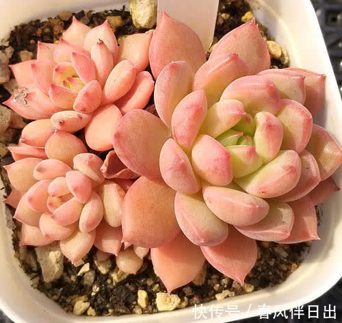 春天想要多肉长成“肉墩子”,几件事不要做,你掌握了吗?