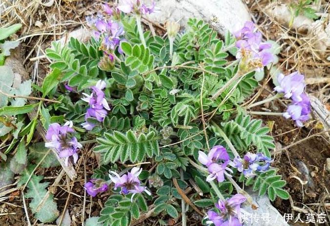 咳嗽|农村路边无人问津的野草,能清热解毒,治咳嗽,降火气,你认识吗