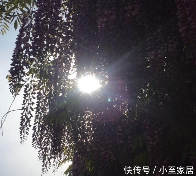 专用|这种花梦幻得要命,被称为婚礼专用花,自家阳台就能种!
