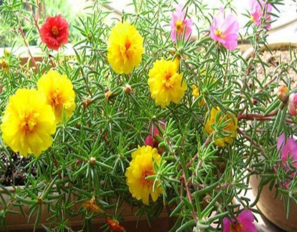 这3种花很便宜,几块钱就能买到,开花漂亮、花期又长