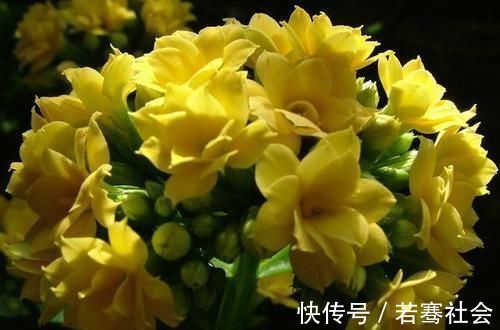 养花达人养花,就喜欢在盆里埋点它,养啥都旺,比花肥都强!