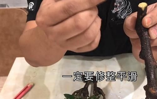 怎样使三角梅生根快？