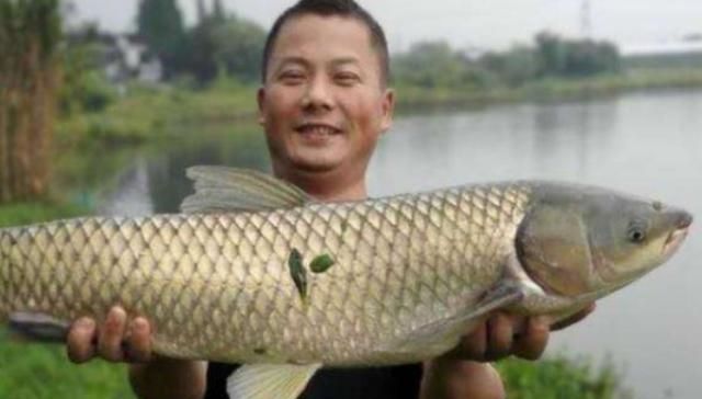 试过|别被渔具店老板给坑了,这草鱼饵就比买的好,试过的人没一个不服