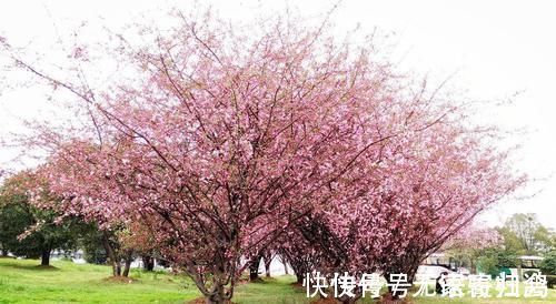 家门前别乱种树,这3种树镇宅又养人,很多人都忽视了