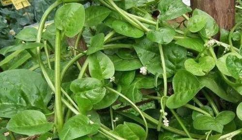 南蛇藤|南方人都在种的植物,治肝病、脚气、高血压、类风湿,能吃的草药