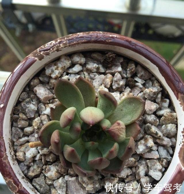 多肉皱巴巴,浇水也不活教你4招,养的圆滚滚,红扑扑!