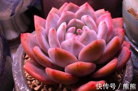 阳台养多肉想要上色快,就要勤做3件事,花友:真考验体力和财力