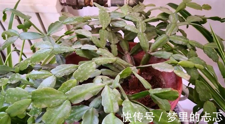 蟹爪兰叶子“打焉”，用这个“小方法”，叶片肥厚，长势更旺！