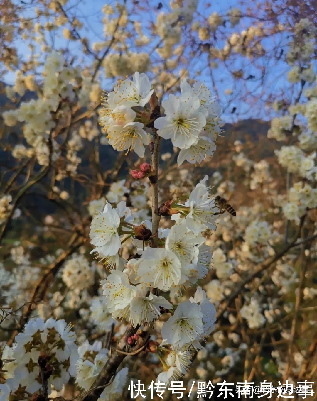 春回大地，踏青赏花