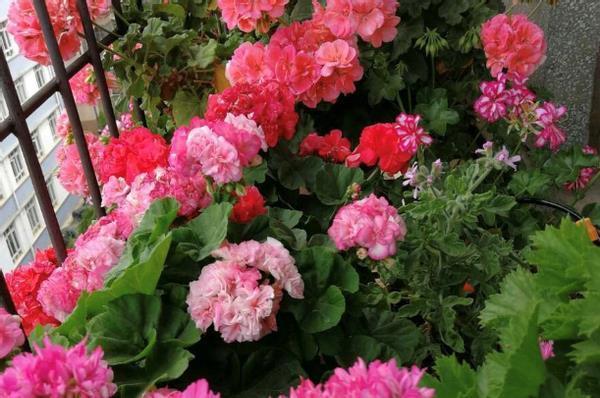 春节前后，喜欢宅家就好好打理阳台吧，养花种菜