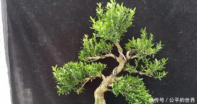 施肥|不管家中再小,一定要摆放上一盆“木中君子”!