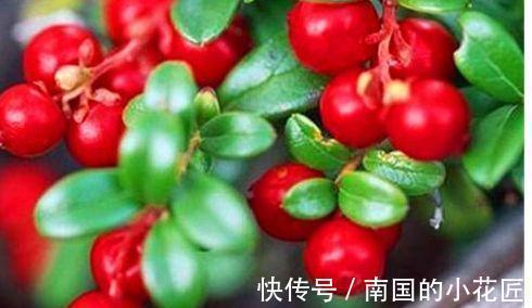 滋补|聪明女性爱吃的食物，排毒护肤，滋补肝肾，补血益气，好处多多