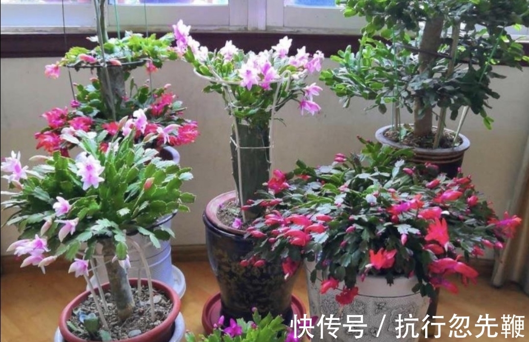 花友们都喜爱的“2种花”,开花漂亮又好养,还能大量繁殖