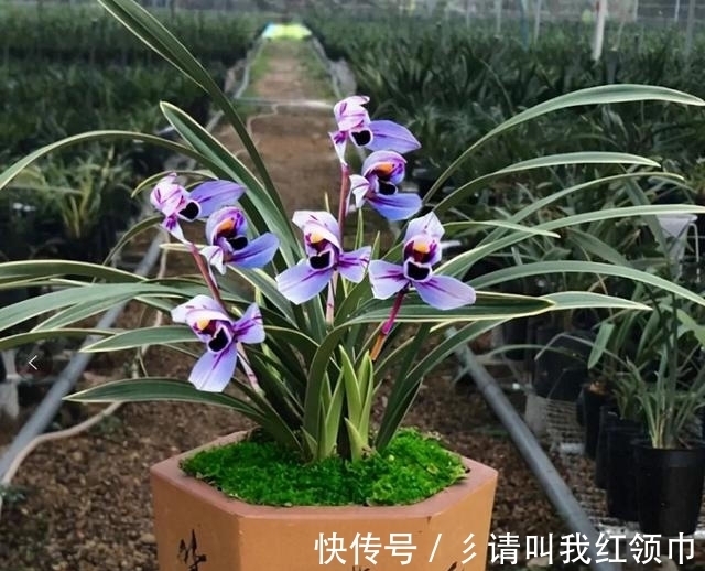 兰花界新宠,矮种—紫月荷,开花后自带仙气,百看不厌,百赏不倦