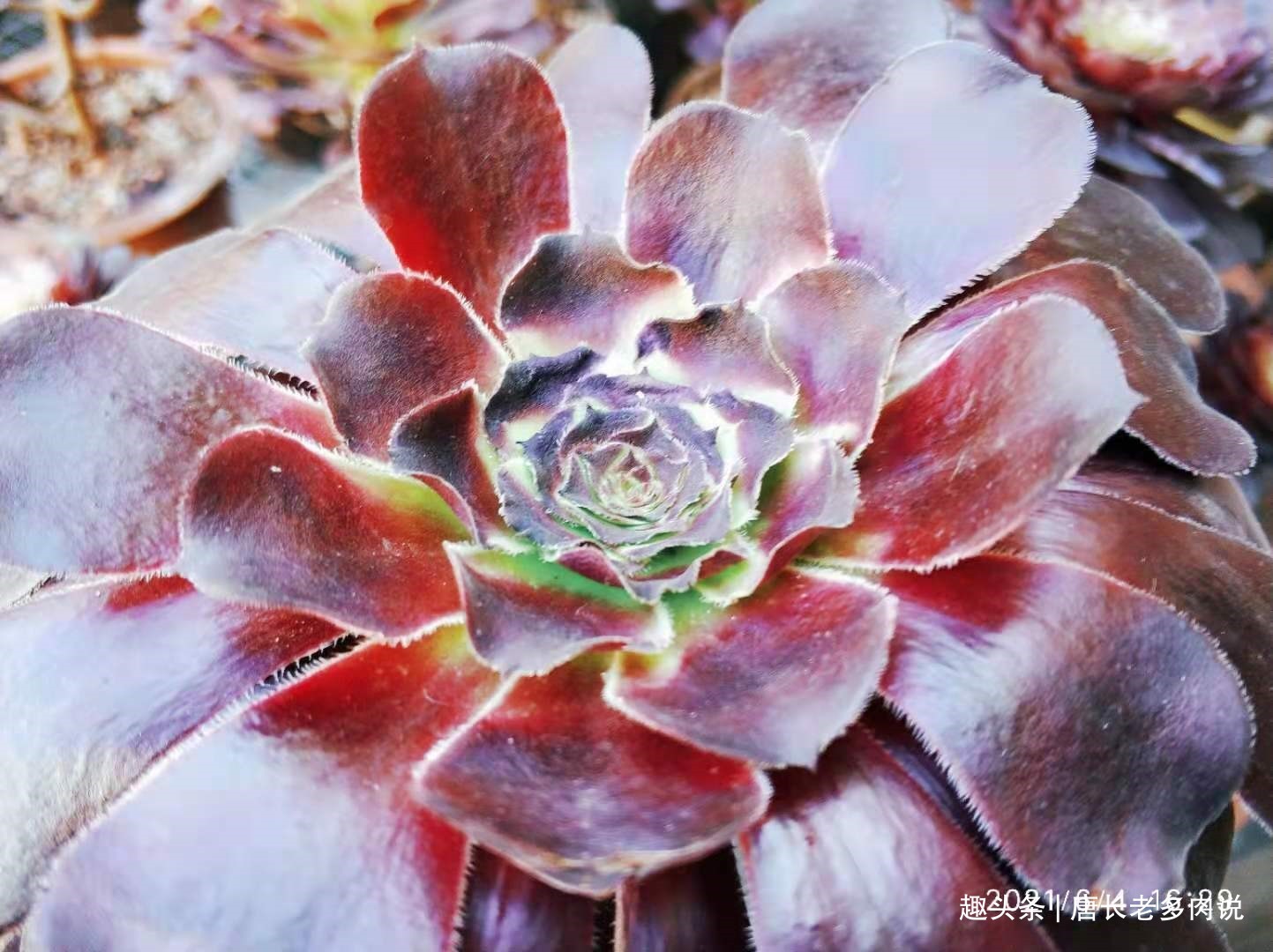 晒伤|多肉法师的叶片下翻先判断是否休眠,再检查有没有其它的问题