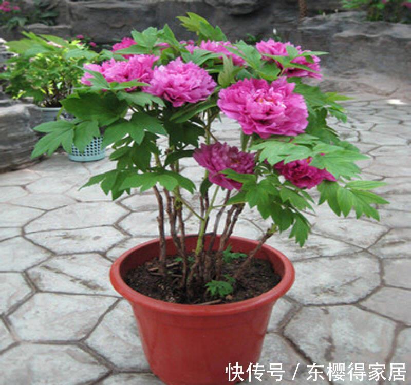 养花肥|怎么制作低成本高效养花肥?准备黄豆、鱼肠,这么干就成了