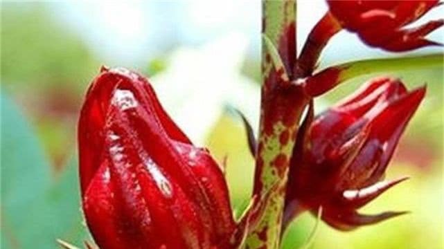 去斑|人到中年想长寿,3种食物换着吃,除皱去斑,排毒抗衰,气色也好