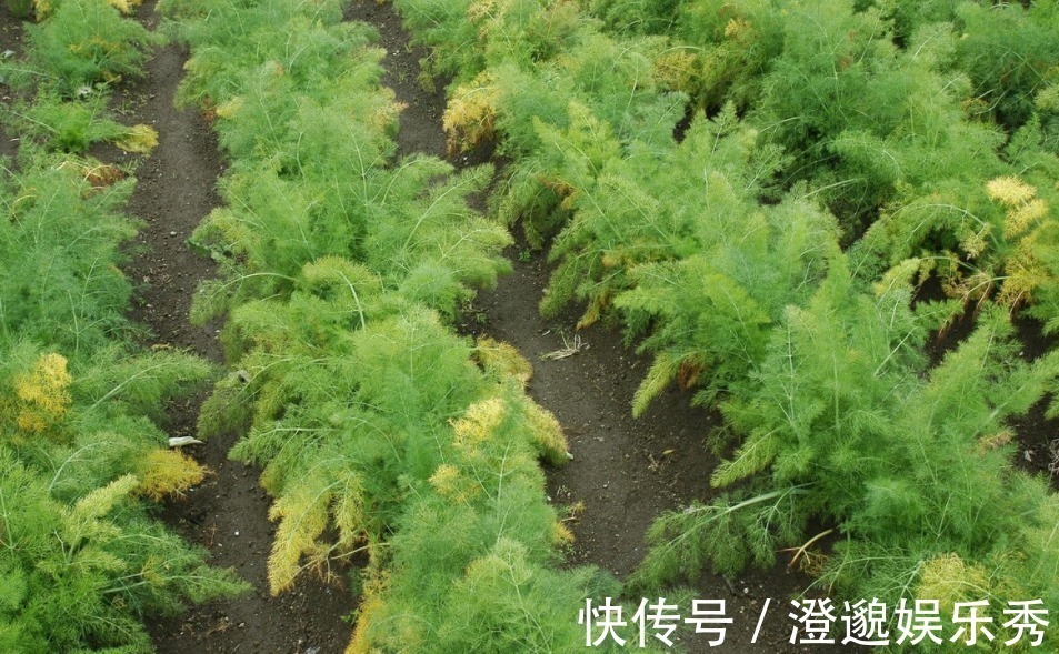 营养物质|研究血脂50年,96岁院士提醒:不光是盐,3种蔬菜也要少吃