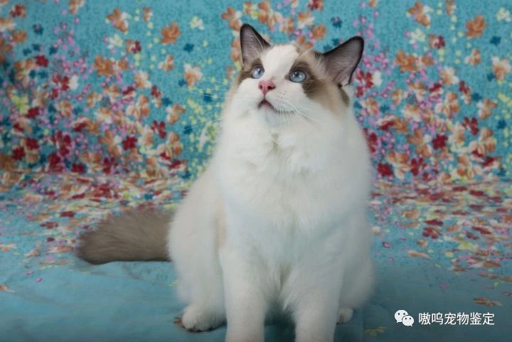 布偶猫蓝双和海双哪个贵