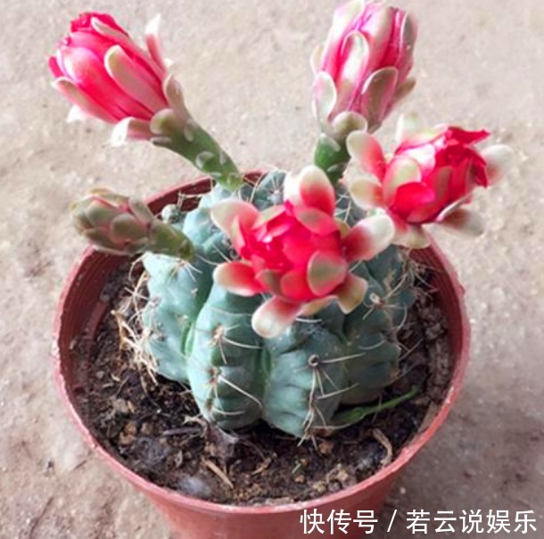 高温环境下,有“1种植物”最好养,不仅越晒越旺,还不用常浇水