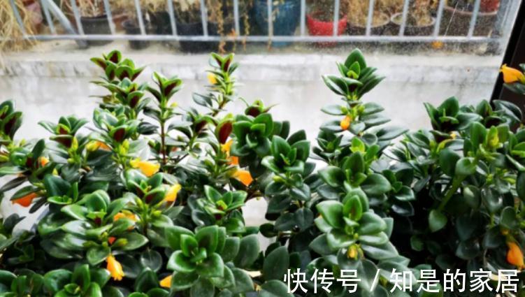 浇水|适合新手小白养的“吊兰花”,盆栽注意6点,花艳叶绿,长得好