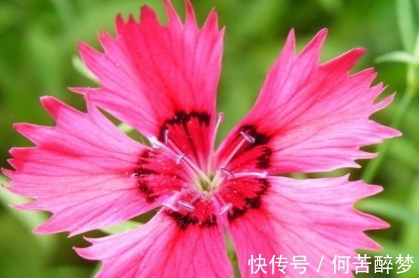 石竹花|几种花,开花漂亮又好养,养在哪里都爆盆,好运到来