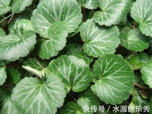 植物蛋白|女人不想大肚子,水桶腰,摘点野草,晒干泡茶,养肝,还能美白