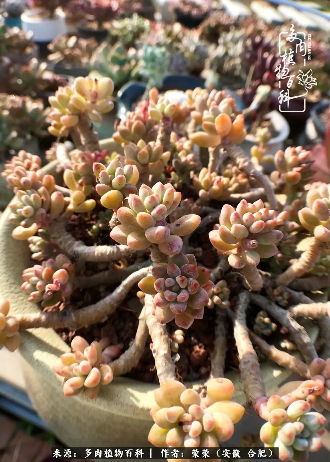 金秋时节,变化带来的惊喜不正是养肉的乐趣所在么!