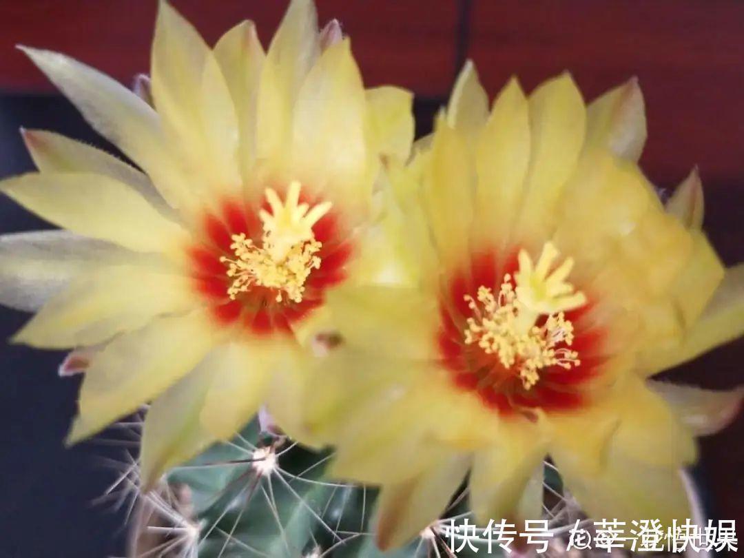 “折腾不死”的10种花,咋养都爆盆,懒人最适合!