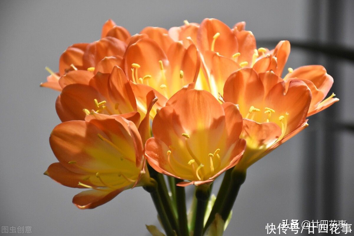 4月给君子兰翻盆，3事不做白费劲，整年长势受影响