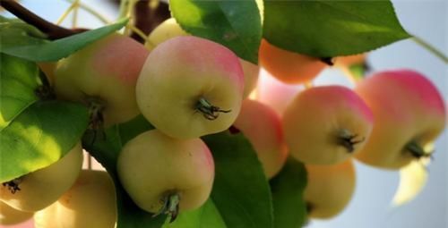 女性過(guò)了40歲，3種蔬菜換著吃，開(kāi)胃健脾，增進(jìn)食欲，防輻射