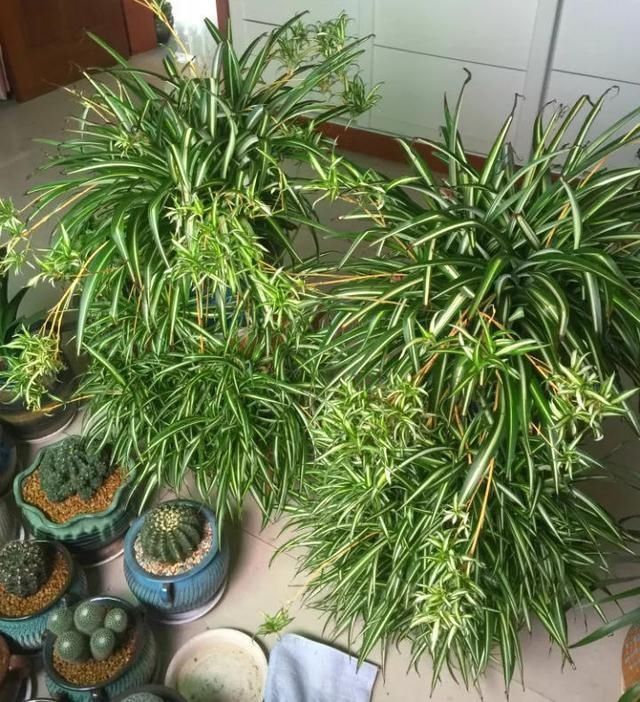 盆栽|不需要扦插的5种花,把根“掰开”就是小苗,成活率真高
