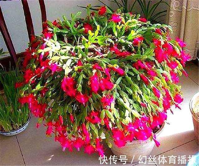 养护|蟹爪兰花后养护很重要,仅仅修剪还不够,做好这4点,开花大又多