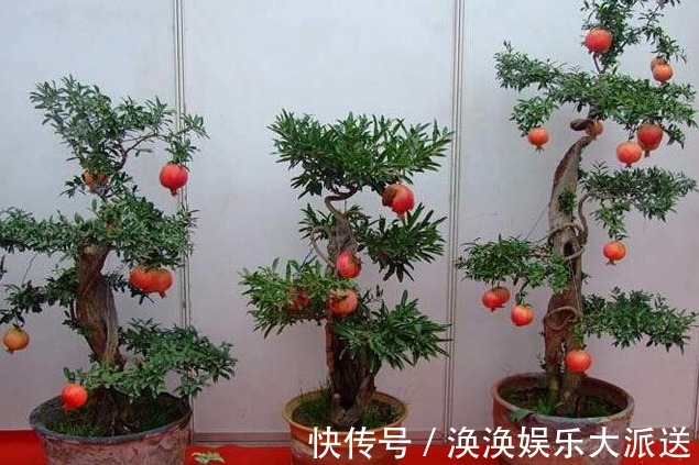 品种|盆栽石榴树如何培育将“3个地方”准备到位,缓苗快、长更好