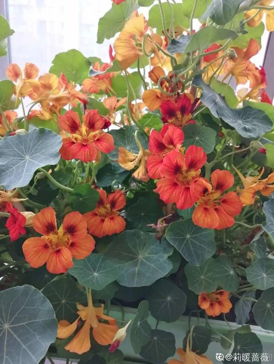 7种花要慎养,房前屋后都爬满,邻居有意见!