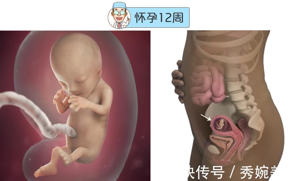 怀孕|最全的怀孕周期图鉴,感受从受精卵到婴儿的神奇变化!