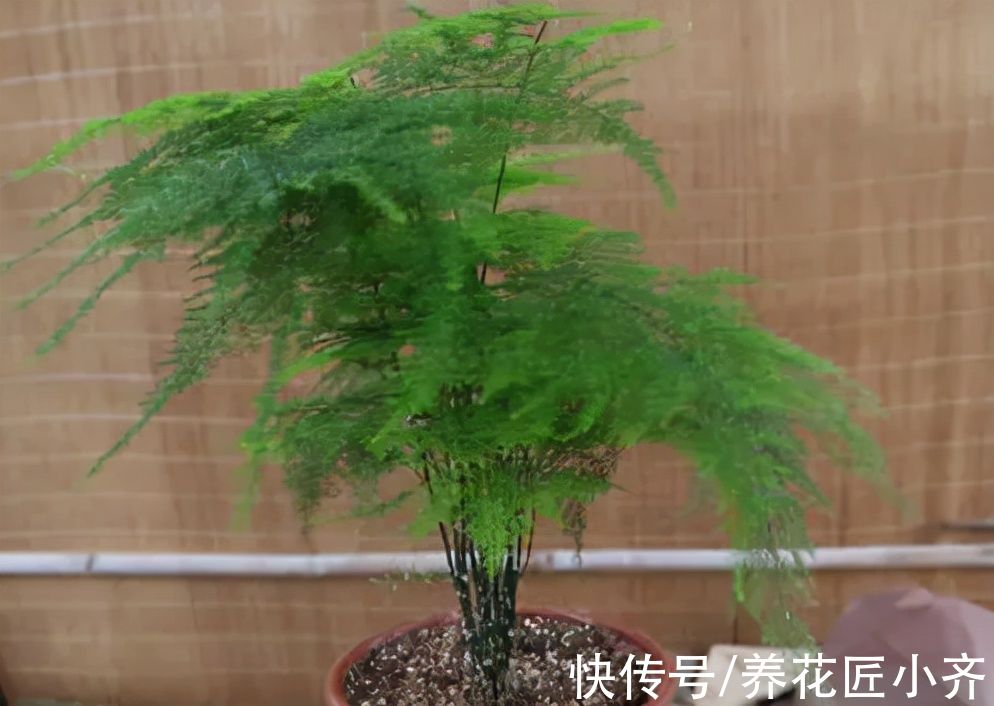 黄叶|文竹始终养不好?改变“方法”养养看,黄叶不再有,油绿又茂盛