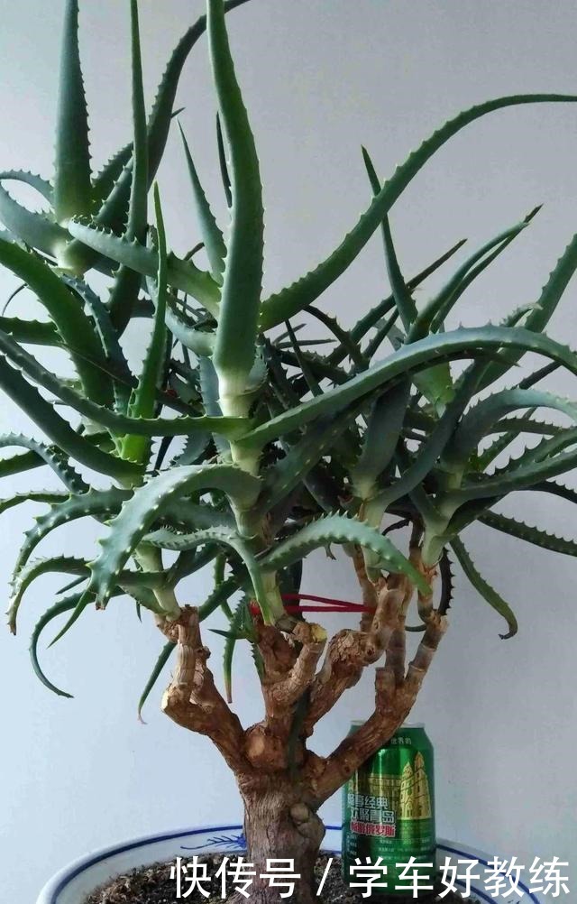 1米7的天竺葵，开花成瀑布，太震撼了！