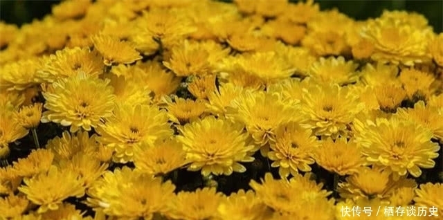 解读|满城尽带黄金甲,解读黄巢菊花诗以及黄巢留世的三首诗