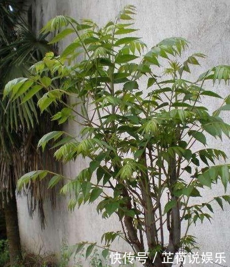 80元一斤的香椿,真能降“三高”吗