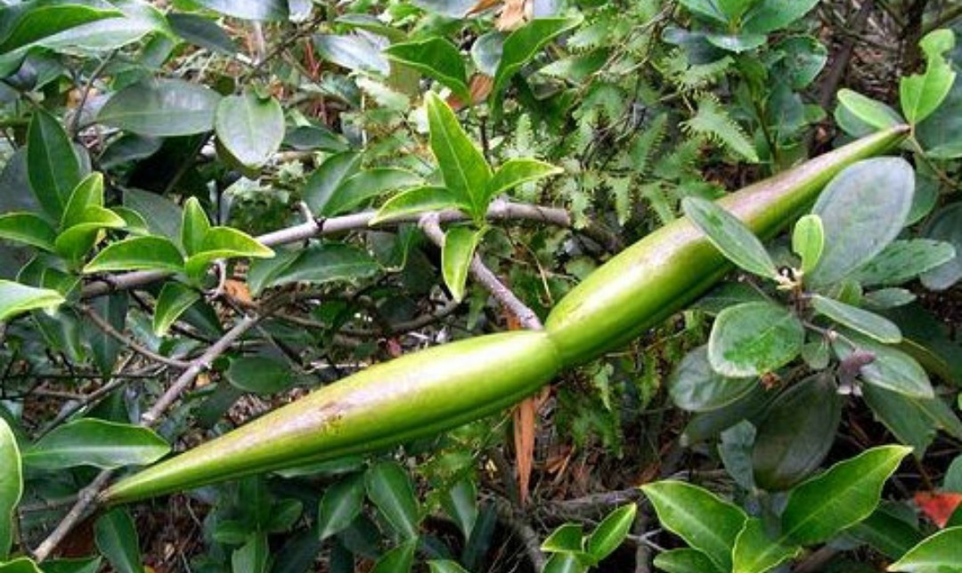 羊角树|农村一种野草,人称“羊角藕”,长田里就被砍,却价值珍贵